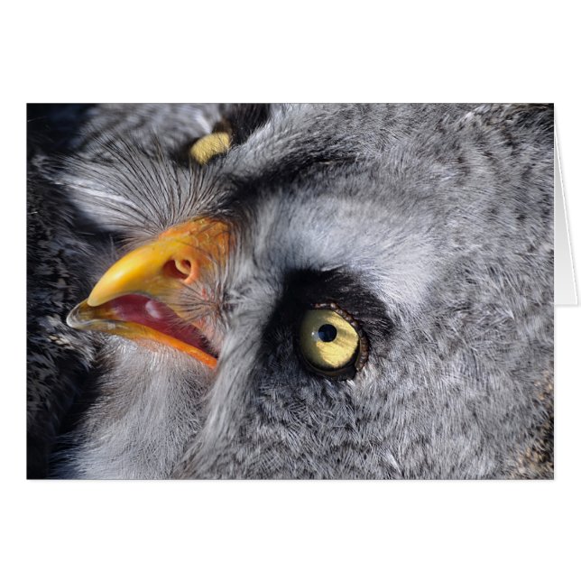 恐い目 (正面横)