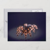 恐ろしいタランチュラスパイダー ポストカード (正面/裏面)