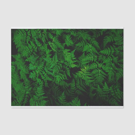 恐竜の森 薄葉紙 (正面)