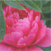 恥ずかしいピンク牡丹 シール (正面)