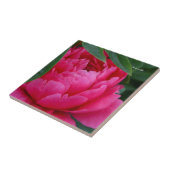 恥ずかしいピンク牡丹 タイル (側面)