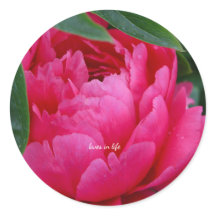 恥ずかしがりピンクの芍薬