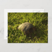 恥ずかしがり屋のカメ ポストカード (正面/裏面)