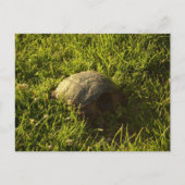 恥ずかしがり屋のカメ ポストカード (正面)
