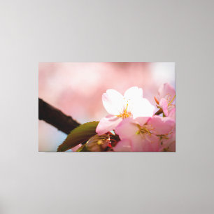 恥ずかしがり屋のサクラの花は花弁の後ろに隠れている キャンバスプリント