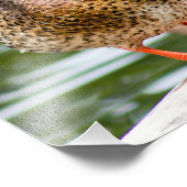 恥ずかしがり屋の女性マラード フォトプリント            (角)