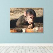 恥ずかしがり屋の若い男性のHamadryas Baboon (Papio) キャンバスプリント (インサイチュ (ウッドフロア))