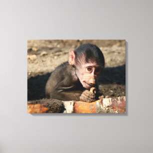 恥ずかしがり屋の若い男性のHamadryas Baboon (Papio) キャンバスプリント