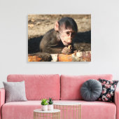恥ずかしがり屋の若い男性のHamadryas Baboon (Papio) キャンバスプリント (インサイチュ (リビング))