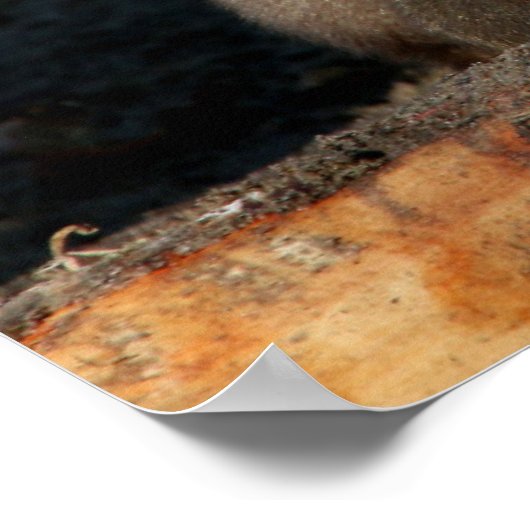 恥ずかしがり屋の若い男性のHamadryas Baboon (Papio) ポスター (角)