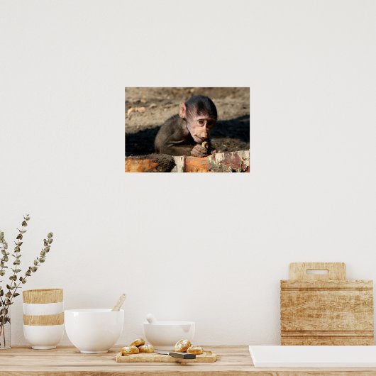 恥ずかしがり屋の若い男性のHamadryas Baboon (Papio) ポスター (キッチン)