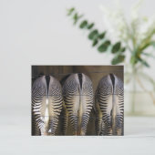 恥ずかしがり屋の3人組、ゼブラのポストカード ポストカード (スタンド正面)