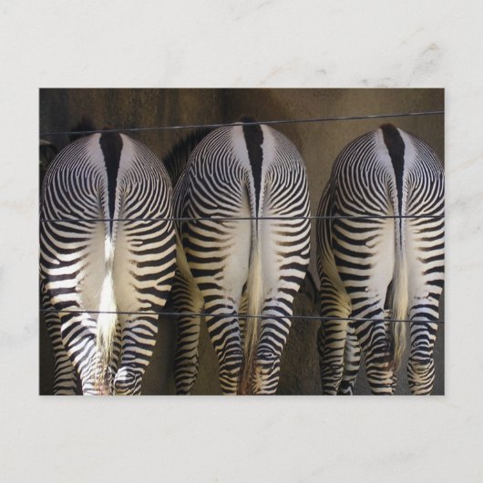 恥ずかしがり屋の3人組、ゼブラのポストカード ポストカード (正面)