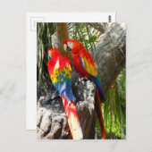 恥ずかしがり屋 ポストカード (正面/裏面)