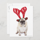 恥ずかしそうなプグを着てトナカイ〔雄ジカの〕枝角 ポストカード (正面/裏面)