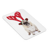 恥ずかしそうなプグを着てトナカイ〔雄ジカの〕枝角 マグネット (右側)