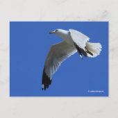 息をのむようなリングや輪でハシバメが飛んでいる ポストカード (正面)