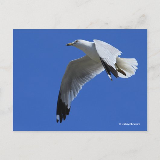 息をのむようなリングや輪でハシバメが飛んでいる ポストカード (正面)