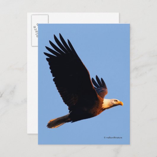 息をのむような冬の夕焼けのハイキング中のハクトウワシ ポストカード (正面/裏面)