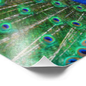 息をのむような孔雀写真 フォトプリント            (角)