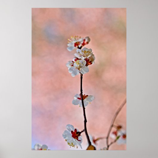 息をのむよう日本のなアプリコットの花 ポスター (正面)