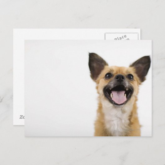 息を切らす犬 ポストカード (正面/裏面)