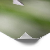 "息を切らす"ピンク淡い色ののフロックスのワイルドフラワーポスター ポスター (角)