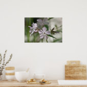 "息を切らす"ピンク淡い色ののフロックスのワイルドフラワーポスター ポスター (キッチン)