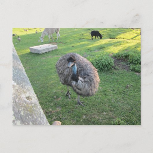 恵夢 ポストカード (正面)