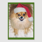 悪いサンタのポメラニア犬のチワワのクリスマス (正面)
