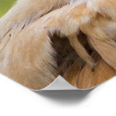 悪い髪の日チキン ポスター (角)