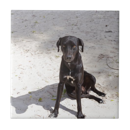 悪意に満ちた目をした黒犬 タイル (正面)