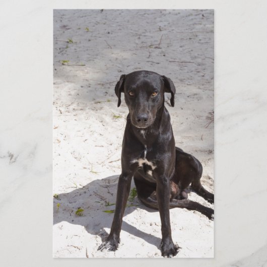 悪意に満ちた目をした黒犬 便箋 (正面)