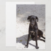 悪意に満ちた目をした黒犬 便箋 (正面/裏面)