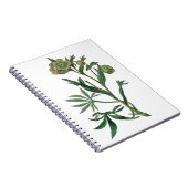 悪臭のするヘレボア緑の花の赤い縁の植物 ノートブック (右側)