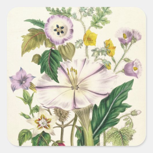 悪魔のトランペット、プレート46から'The Ladies スクエアシール (正面)