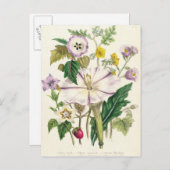 悪魔のトランペット、プレート46から'The Ladies ポストカード (正面/裏面)