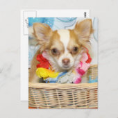 悪 – ロングヘアチワワ–5 ポストカード (正面/裏面)