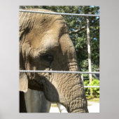 悲しいゾウ ポスター (正面)