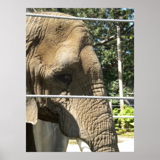 悲しいゾウ ポスター (正面)