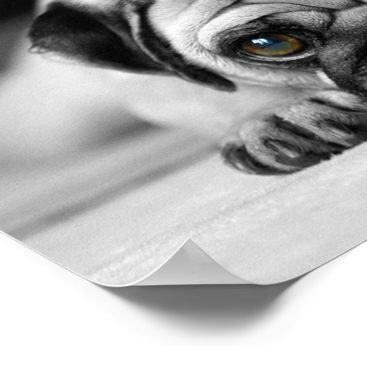 悲しいパグ ポスター (角)