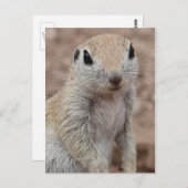 悲しいリスのはがき ポストカード (正面/裏面)