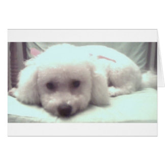 悲しい子犬の顔