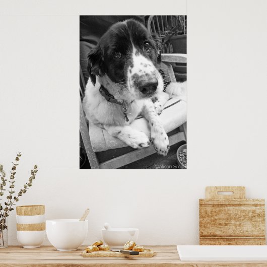 悲しい子犬 ポスター (キッチン)