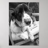 悲しい子犬 ポスター (正面)