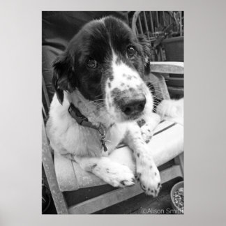 悲しい子犬 ポスター