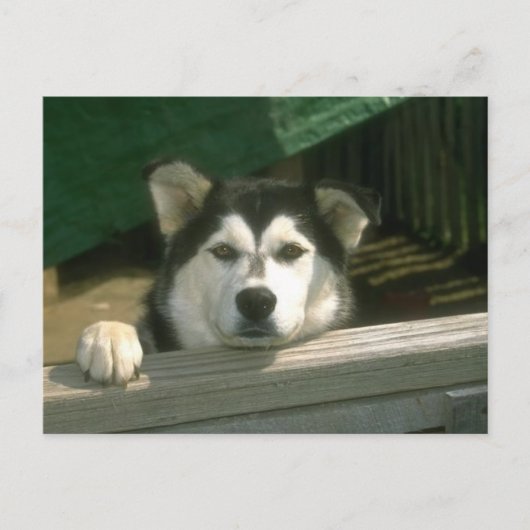 悲しい子犬 ポストカード (正面)