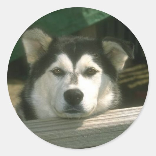 悲しい子犬 ラウンドシール (正面)