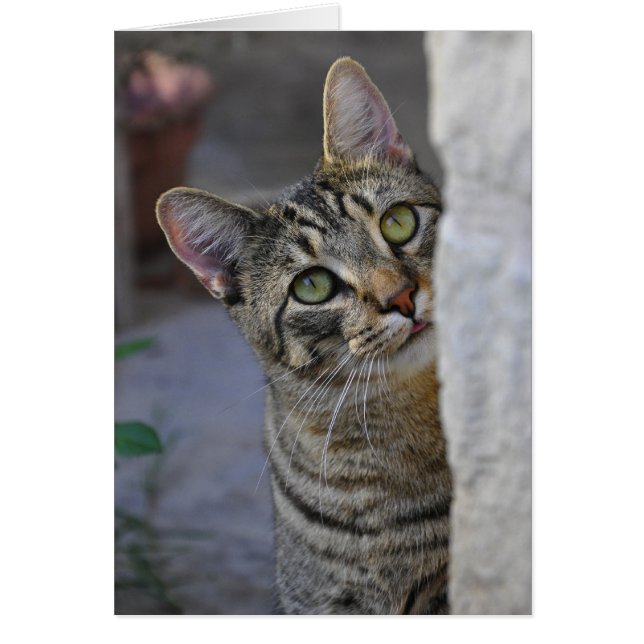 悲しい子猫(ベンガル猫) (正面)