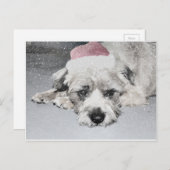 悲しい小さなクリスマス犬 シーズンポストカード (正面/裏面)